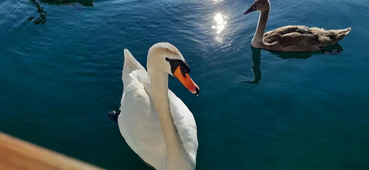 Biljana Lux Apartment Ohri Dış mekan fotoğraf